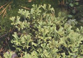 http://www.funet.fi/pub/sci/bio/life/lichens/cetraria/index.html