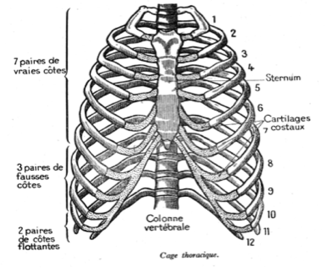 Le Squelette (Marieb ch.7) Médecine Intégrée — free download