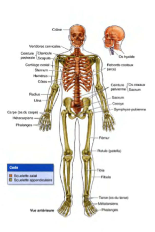 squelette humain  Squelette corps humain, Anatomie du corps