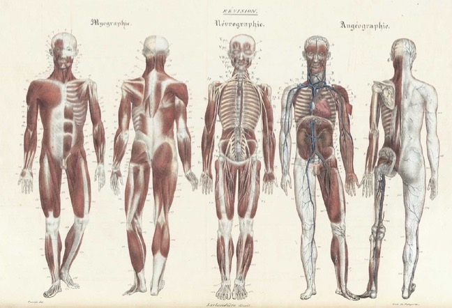 Structures et fonctions (Marieb ch.1B) - Médecine Intégrée