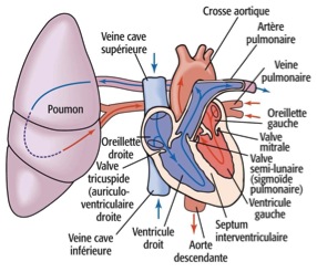 Anatomie du cœur : ventricules, oreillettes, aorte, artères coronaires,  valves…
