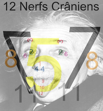 NerfsCraniens12