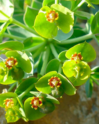 EuphorbiaVeneris