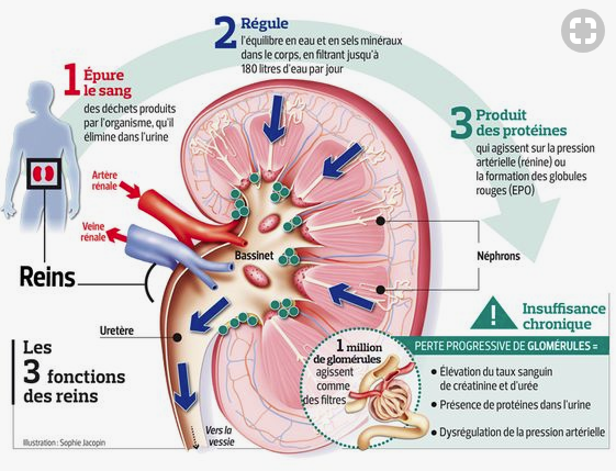 Modèle anatomique du système urinaire humain - UNITRADE