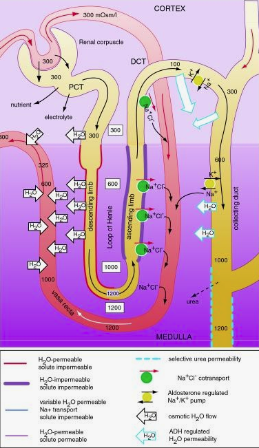 Le système urinaire (MARIEB ch.25) - Médecine Intégrée