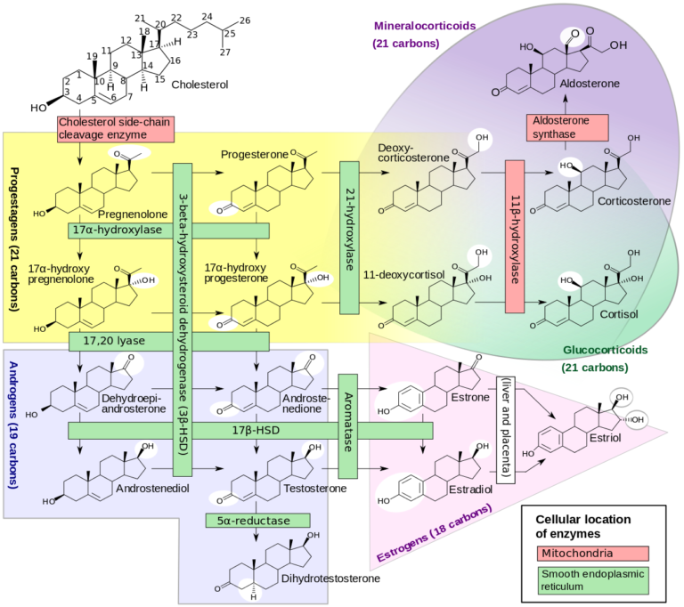 Le Système Endocrinien Marieb Ch16 Médecine Intégrée