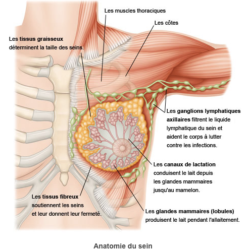 L'anatomie des seins, ce qui est normal, et quand il faut consulter.