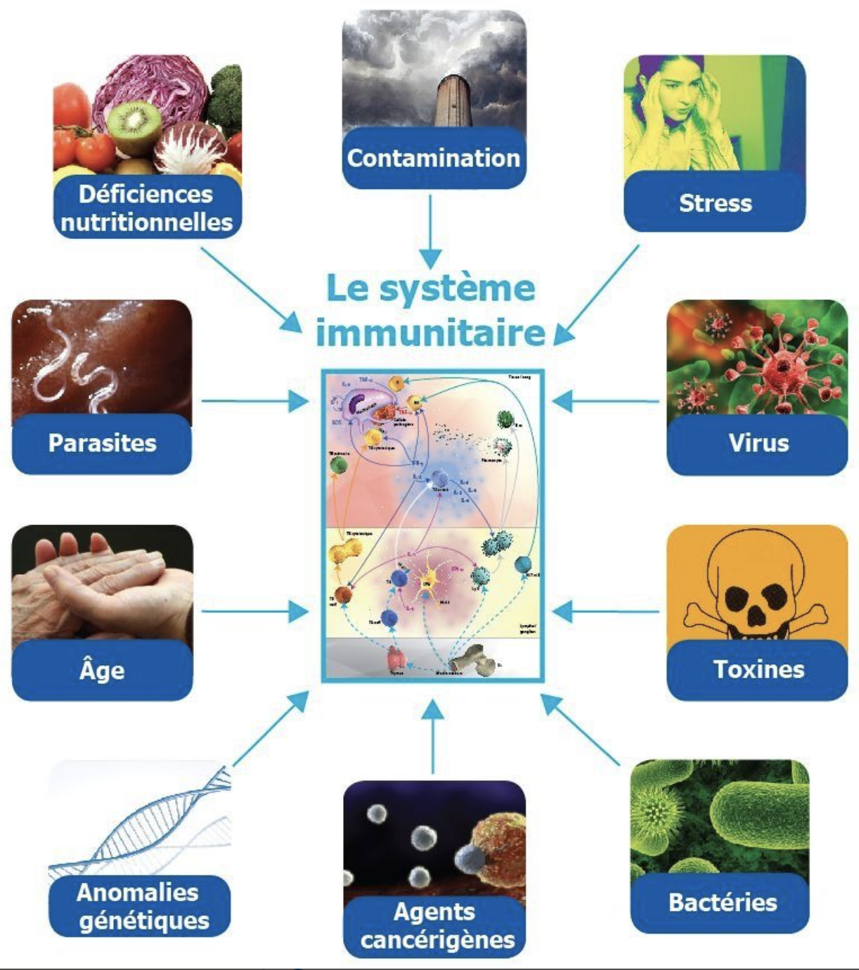 Le Système Immunitaire (MARIEB Ch.21A) - Médecine Intégrée