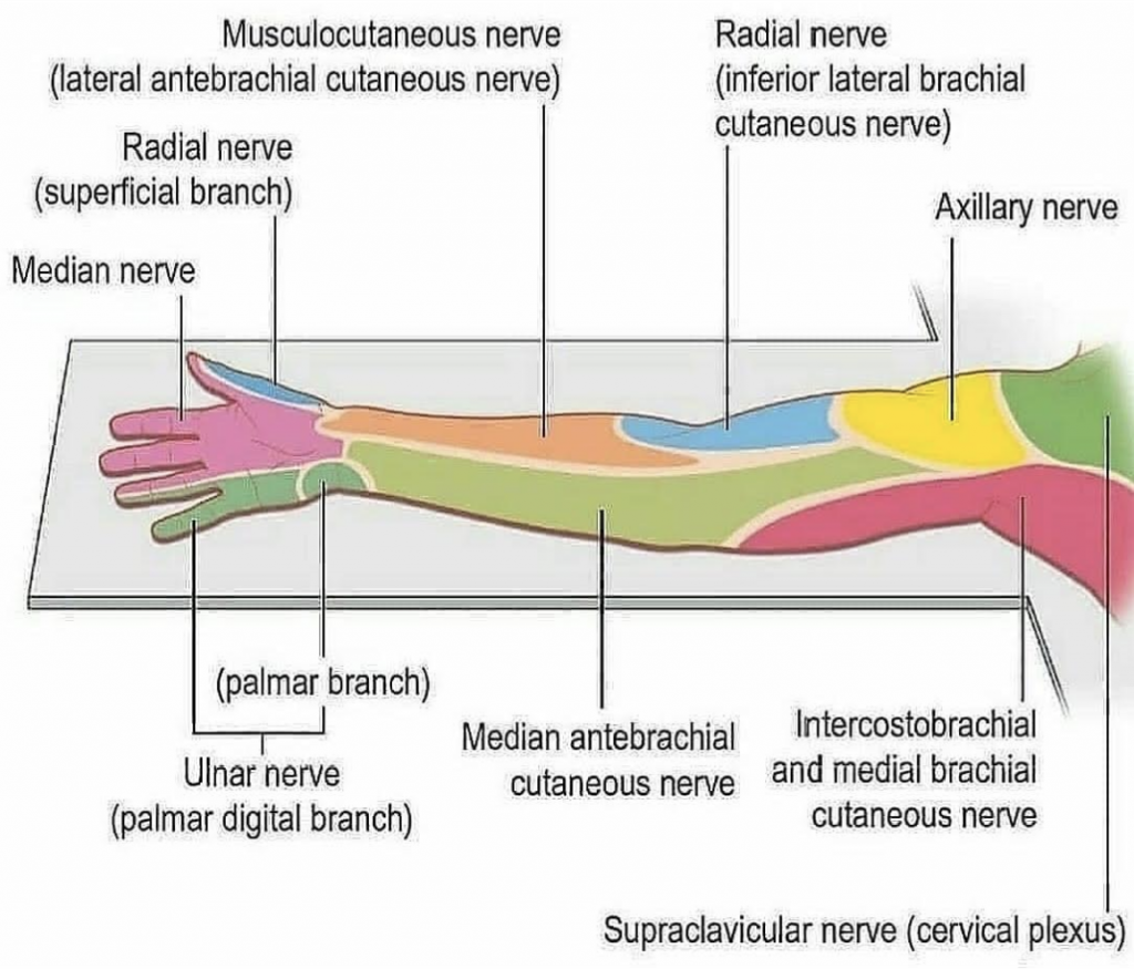 Structure et physiologie du tissu nerveux (MARIEB ch.11A) Médecine