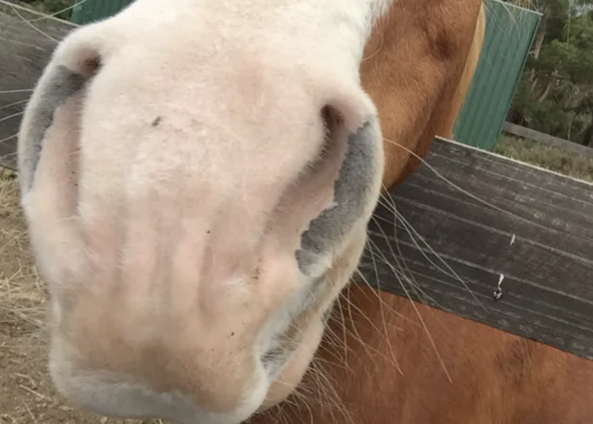 Le syndrome du « headshaking » chez le cheval Médecine Intégrée
