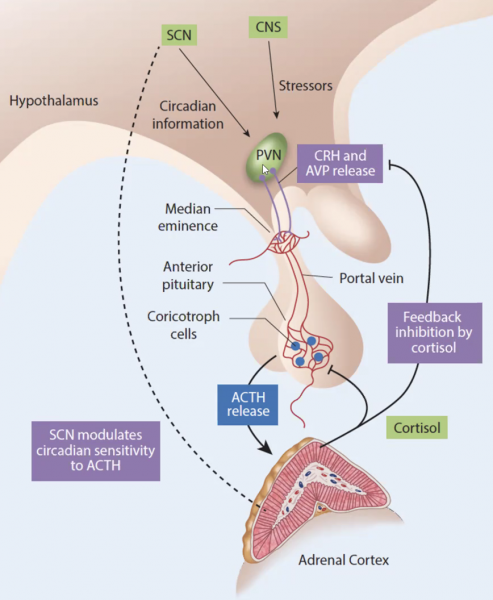 Pathologies hypophysaire et glandes endocrines - Médecine Intégrée