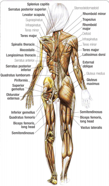 ANATOMIE DES GROUPES MUSCULAIRES