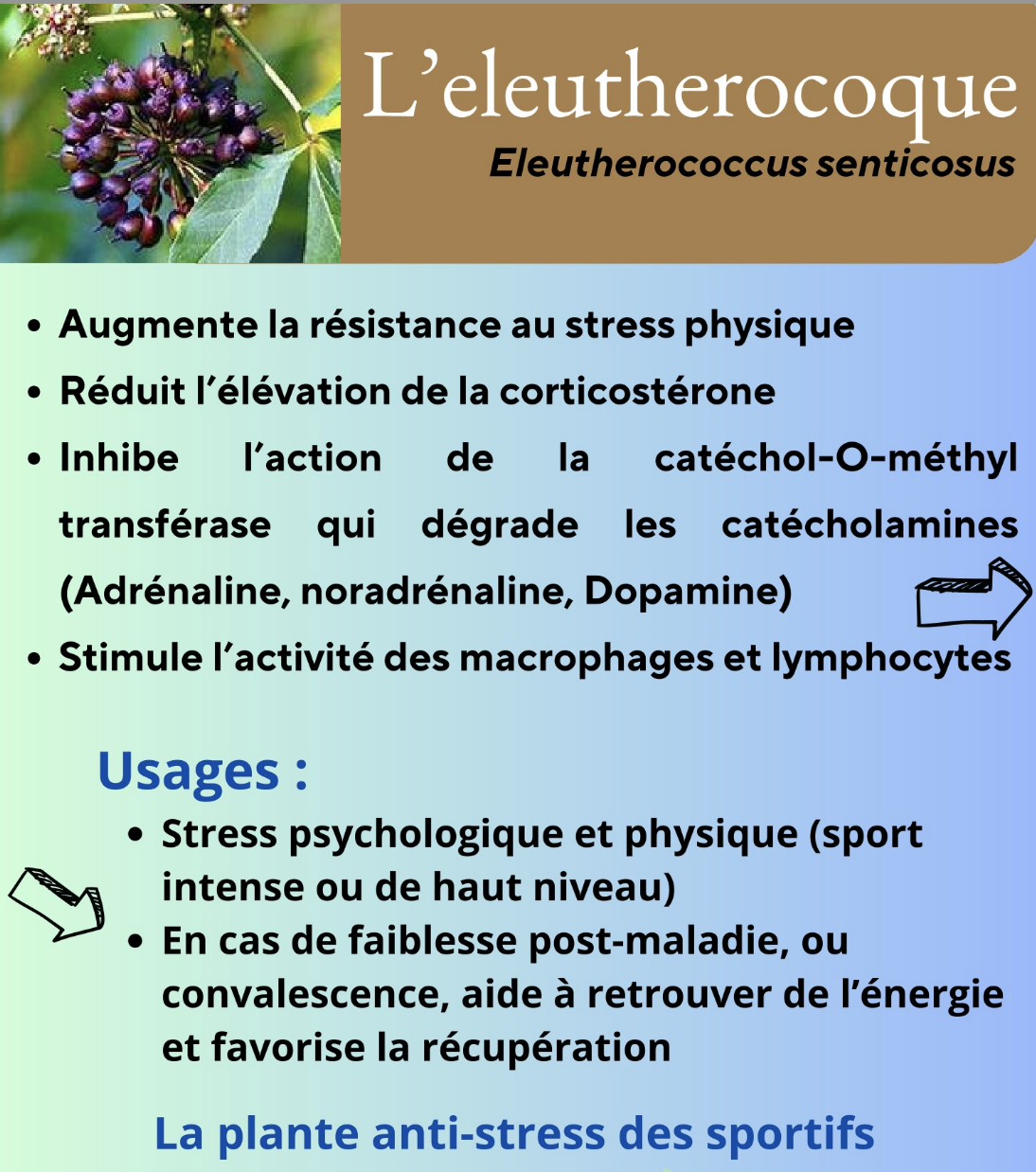 Eleutherococcus M decine Int gr e